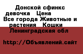 Донской сфинкс девочка › Цена ­ 15 000 - Все города Животные и растения » Кошки   . Ленинградская обл.